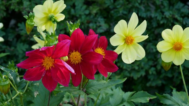 Bright red and yellow dahlias in lush green garden setting.