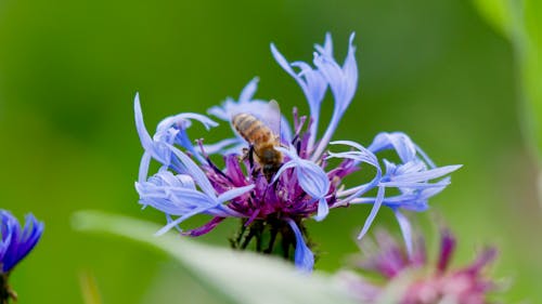 Kostnadsfria Kostnadsfri bild av bi, blåklint, blomma Stock foto