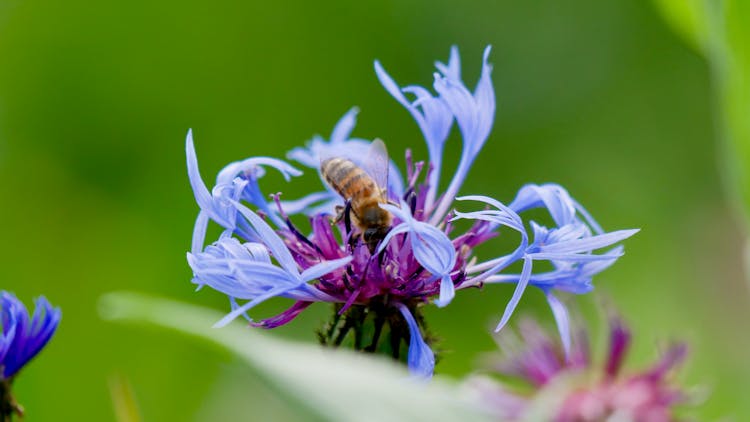 Bee On Cornflower