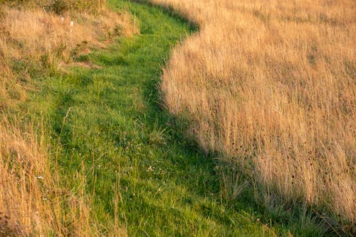 Darmowe zdjęcie z galerii z natura, pole, trawy