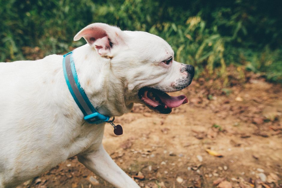 Whistle Health & GPS Pet Tracker