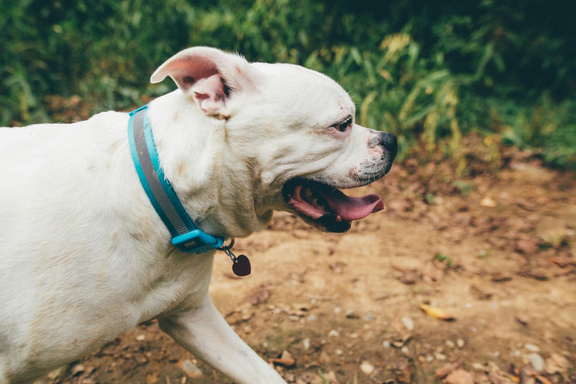 Side view of playful American Bulldog in collar with tongue out walking on rough ground in park on sunny day