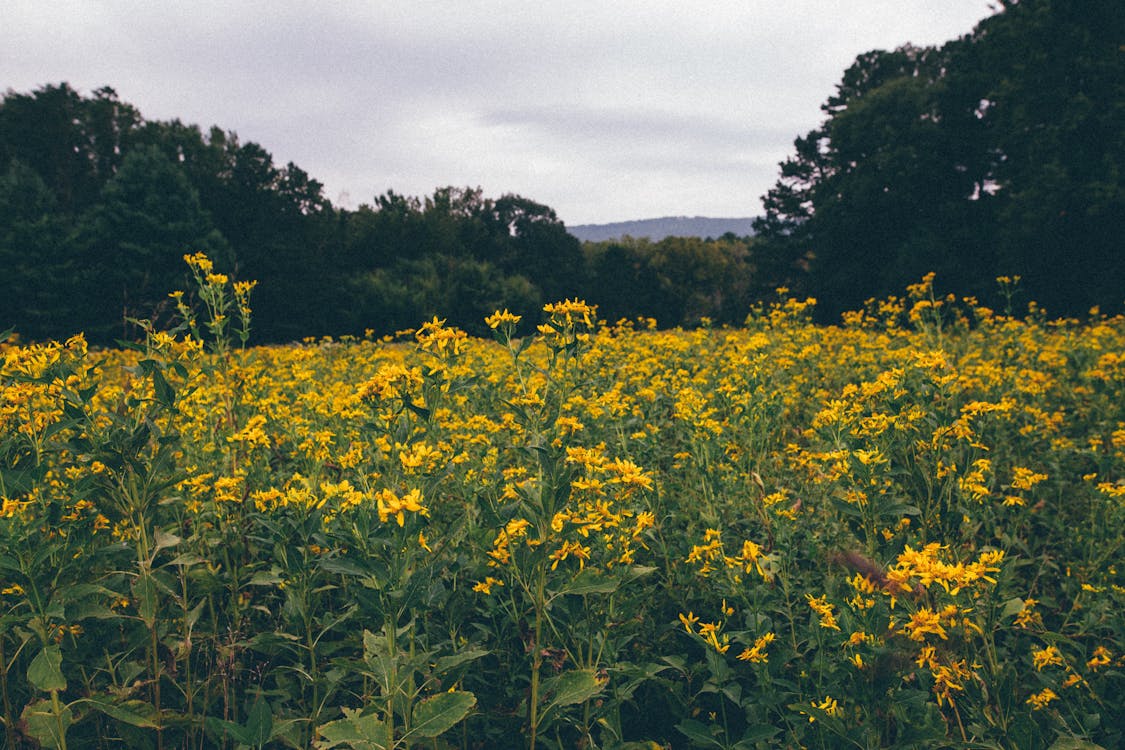 Picturesque landscape of delicate yellow wildflowers growing in meadow surrounded by lush green trees against cloudy sky