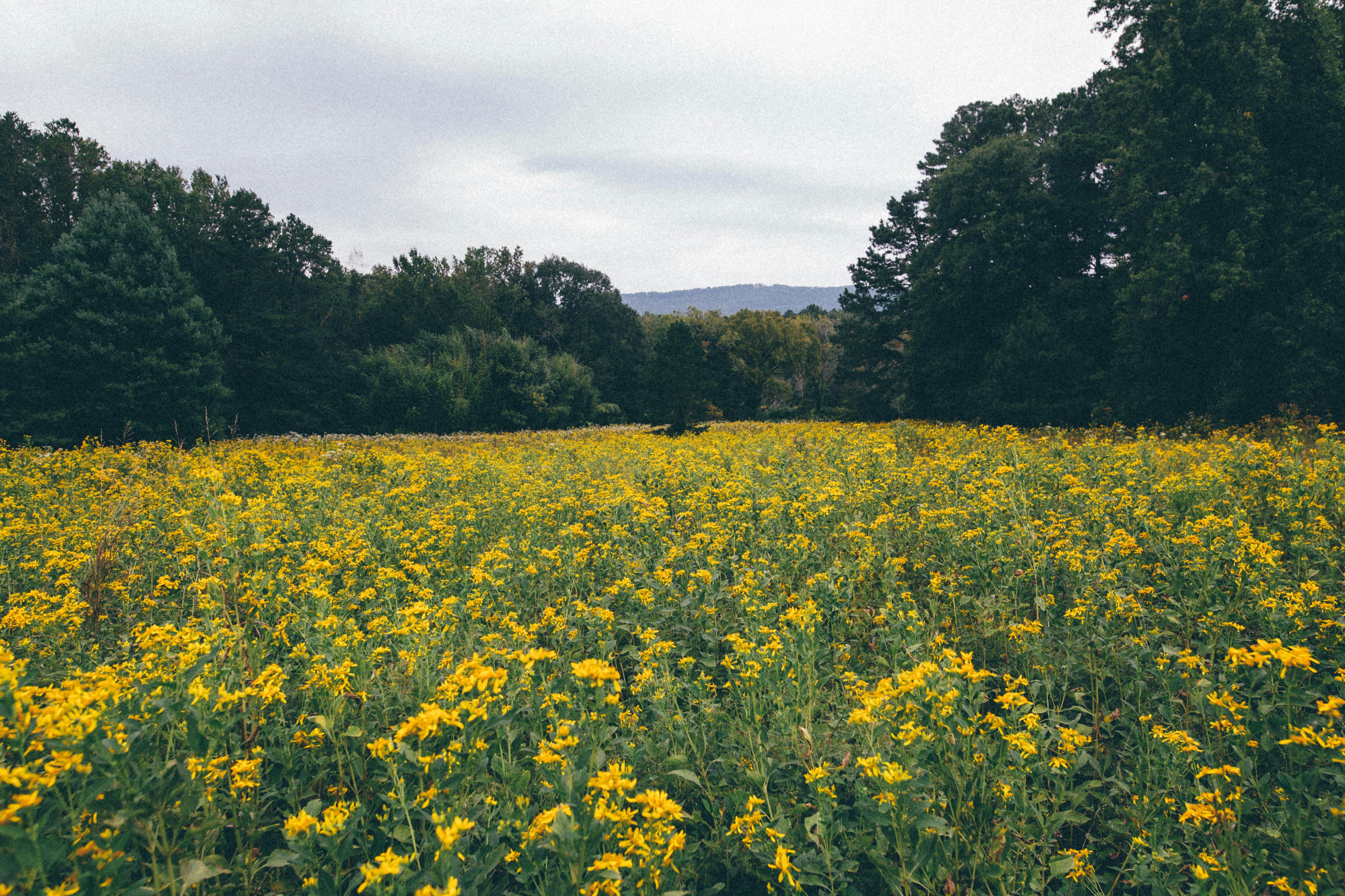 Blooming flowers in field growing near forest in countryside · Free