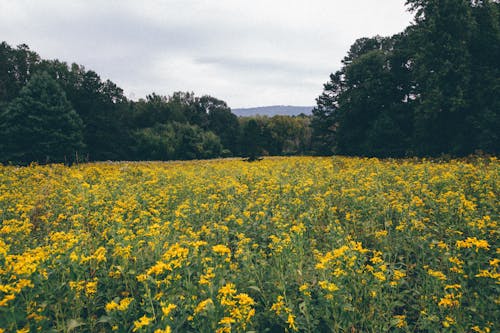 Amazing scenery of blooming meadow with yellow flowers growing amidst lush green trees against overcast sky