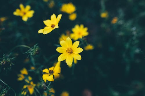 Free Gentle yellow Bidens aristosa flowers blooming in garden Stock Photo