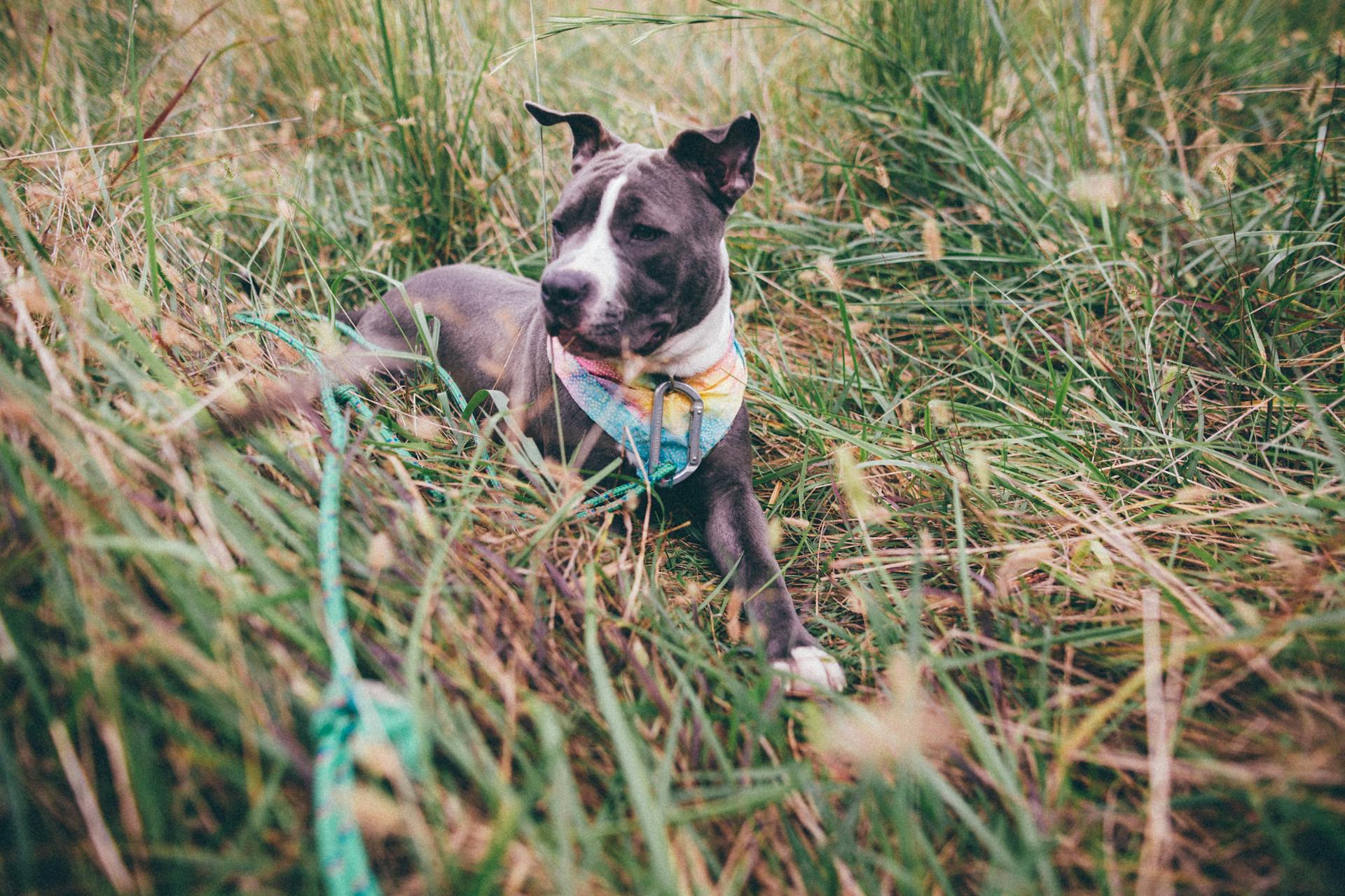 From above of obedient American Pit Bull Terrier in collar sitting on dry grass in countryside and looking away