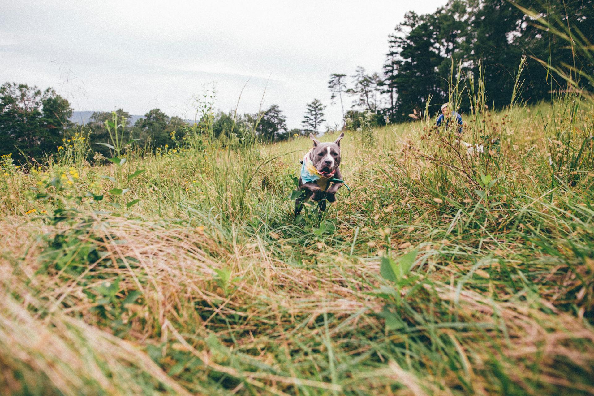 Active American Pit Bull Terrier running in meadow on cloudy day