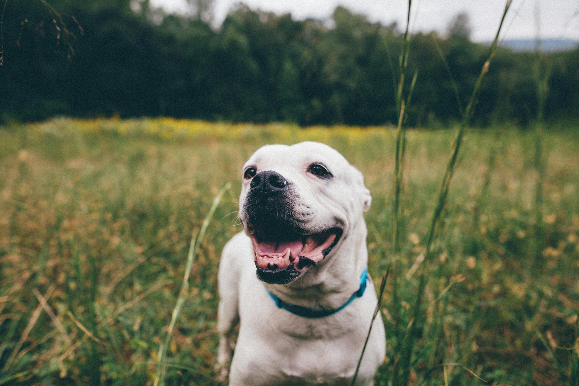 Funny white American Bulldog with opened mouth standing in meadow and looking away with curiosity on cloudy day