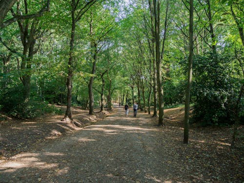 People Walking in the Middle of a Forest