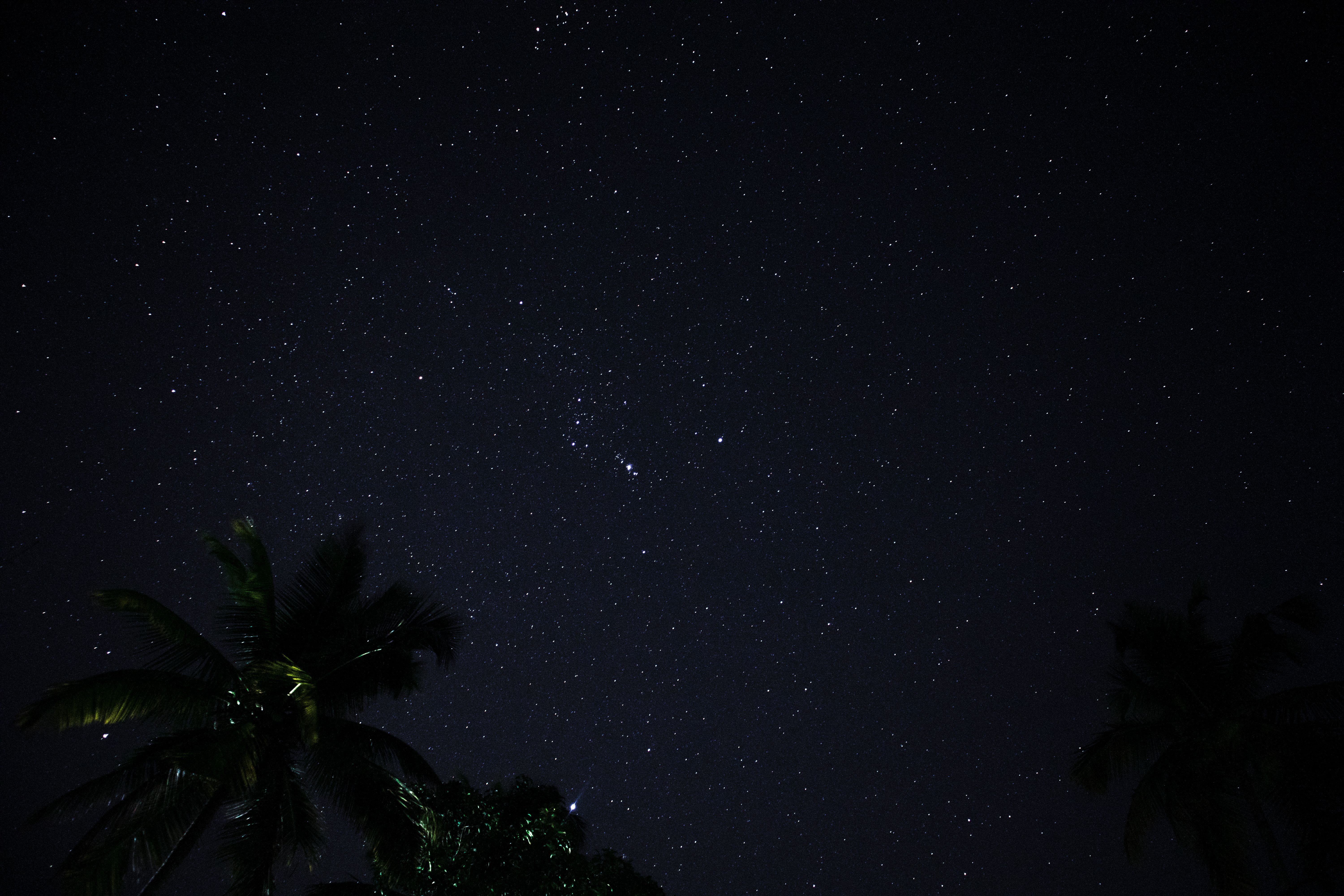 夜空繁星点点，被棕榈树的轮廓框住