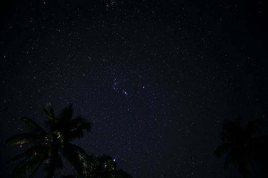 夜空繁星点点，被棕榈树的轮廓框住