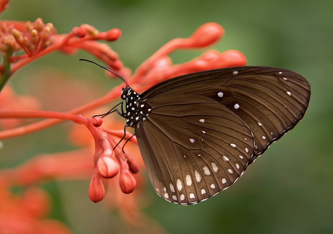 無料 花のつぼみにとまる茶色の蝶 写真素材