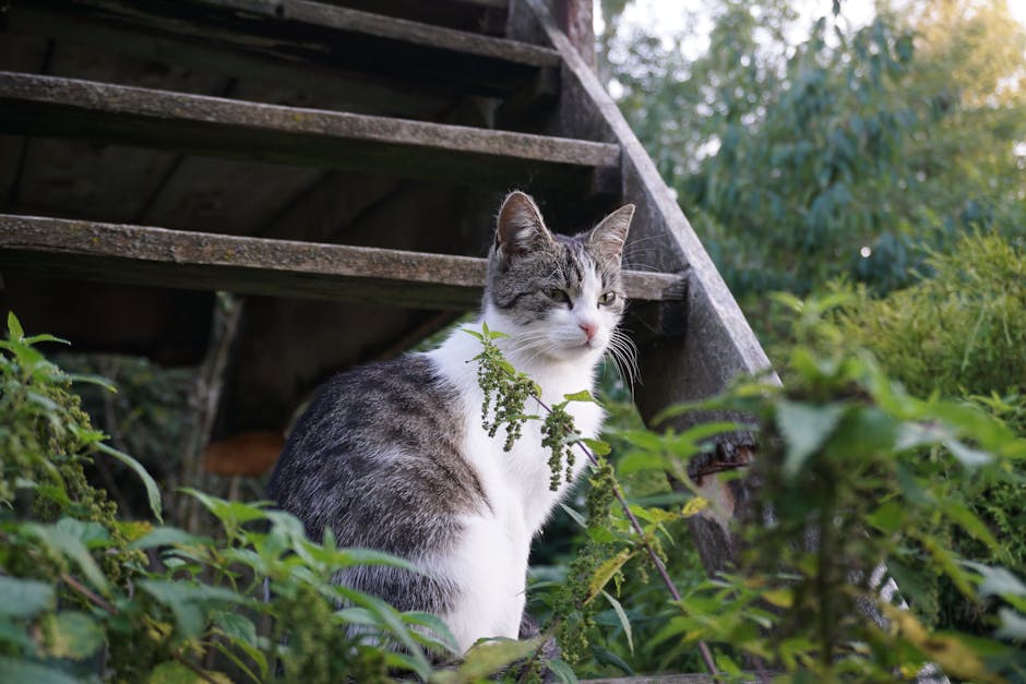 White and Grey Tabby Cat on Wooden Stairs