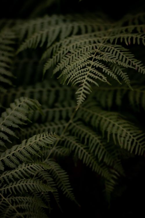 Free A detailed close-up of intricate fern leaves with a moody, dark atmosphere. Stock Photo