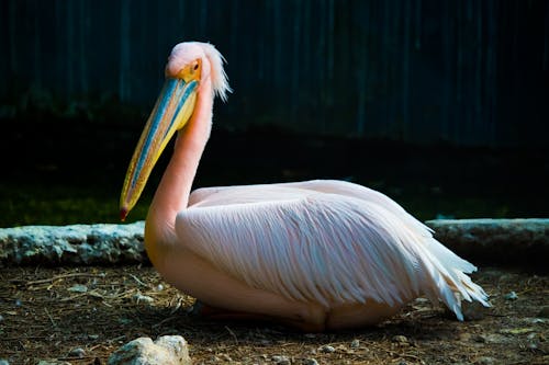 Free Close-Up View of a Pelican Sitting on the Ground Stock Photo