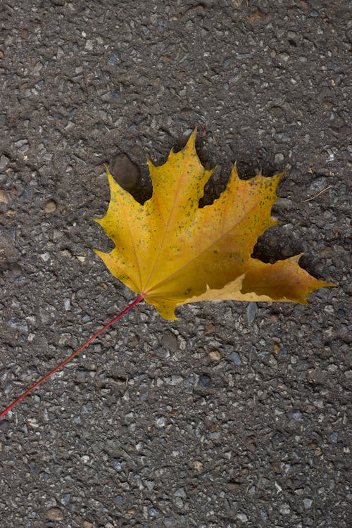 Yellow Maple Leaf on Ground