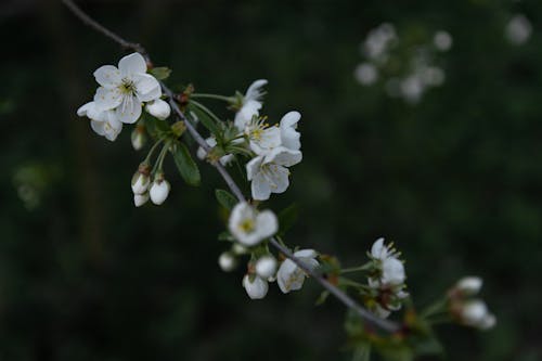 Free Close-Up View of White Cherry Blossoms Stock Photo