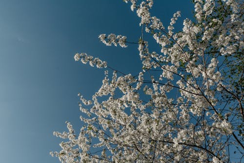 Free White Cherry Blossom Under Blue Sky Stock Photo