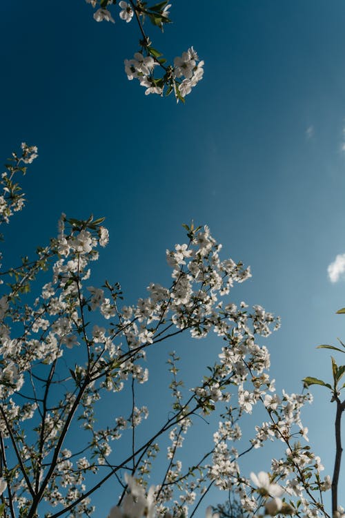 White Cherry Blossom Under Blue Sky