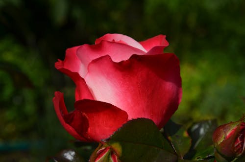 Красная роза днем