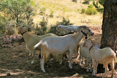 Free stock photo of animal, goat, mammal