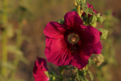 Free stock photo of bitki, flower, red
