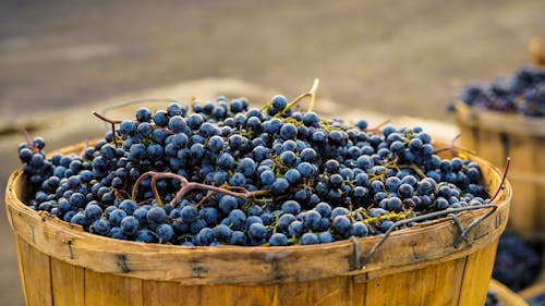 Free Foto stok gratis anggur, berair, bergizi Stock Photo