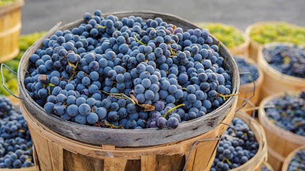 木篮子里充满活力的葡萄特写，展现了丰收的景象