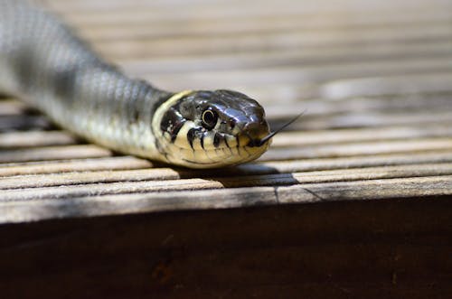 Cobra Branca E Cinza No Tampo Da Mesa De Madeira Marrom