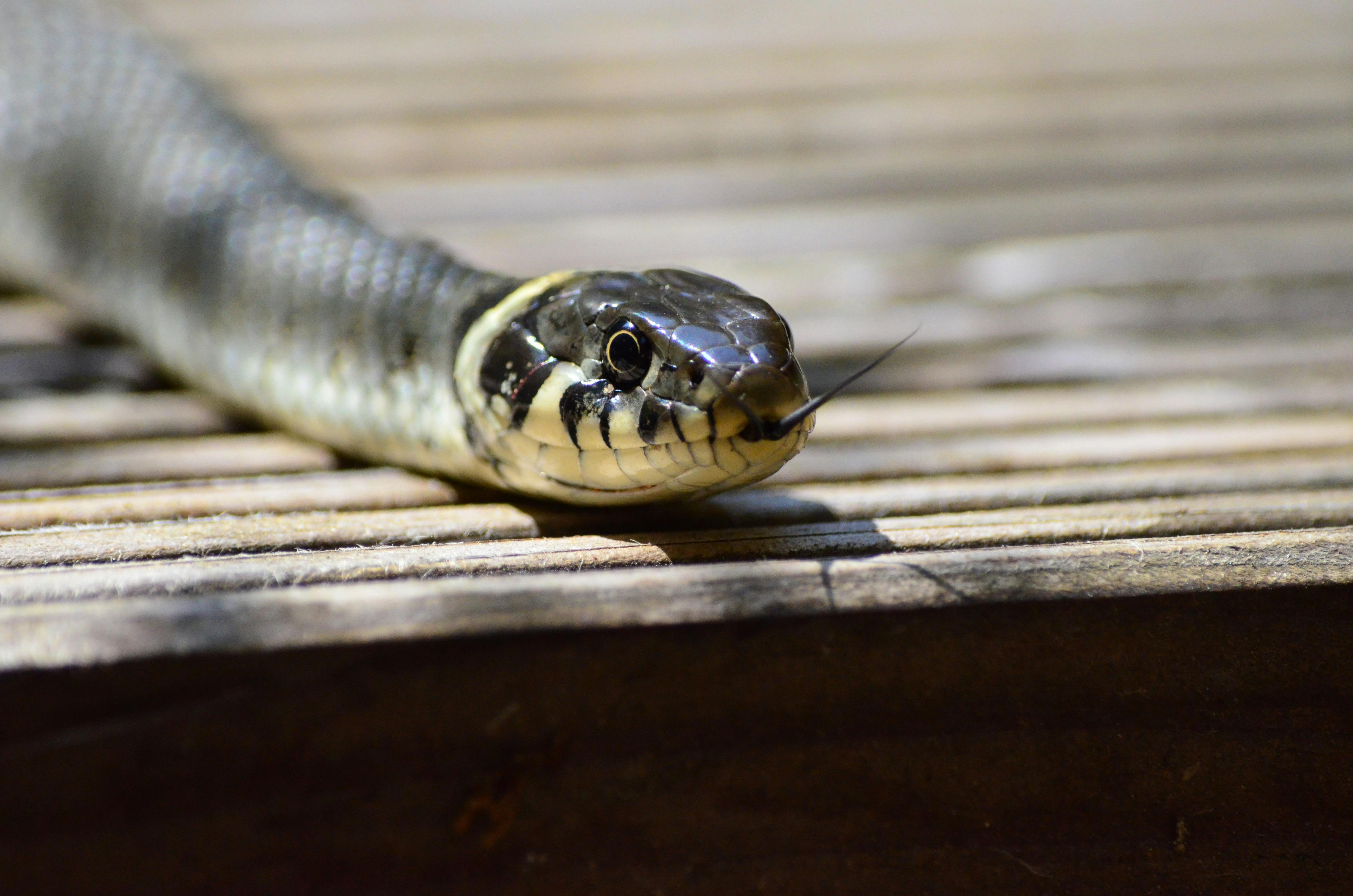 3,000+ Free Snake & Nature Images - Pixabay