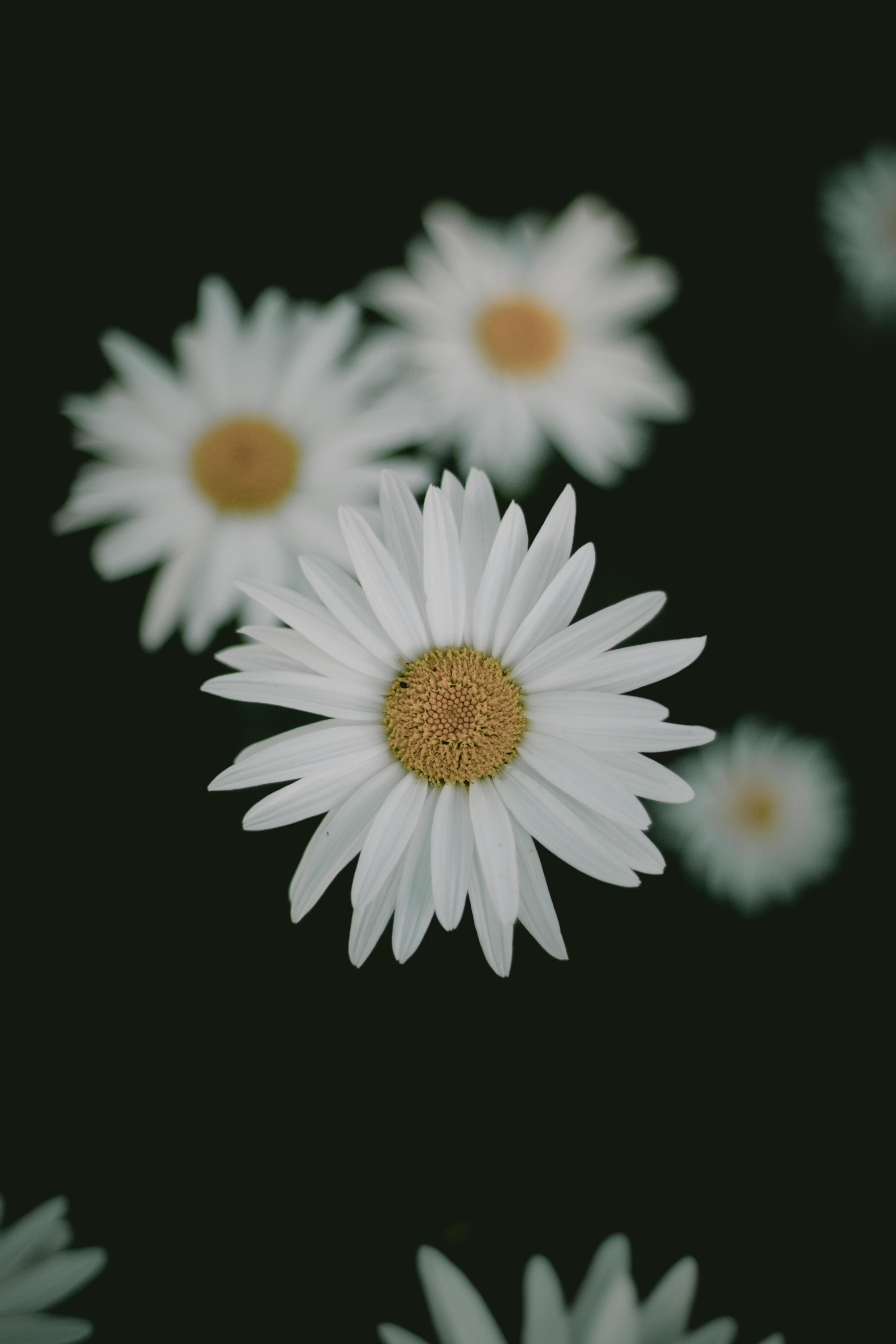 tumblr daisies wallpaper