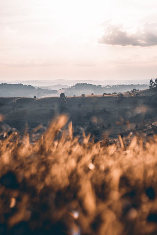 Landscape with Hills and Dry Grass in Foreground