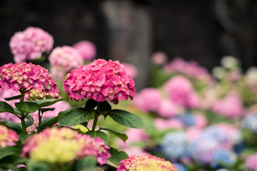 Free stock photo of bloom, blossom, close-up