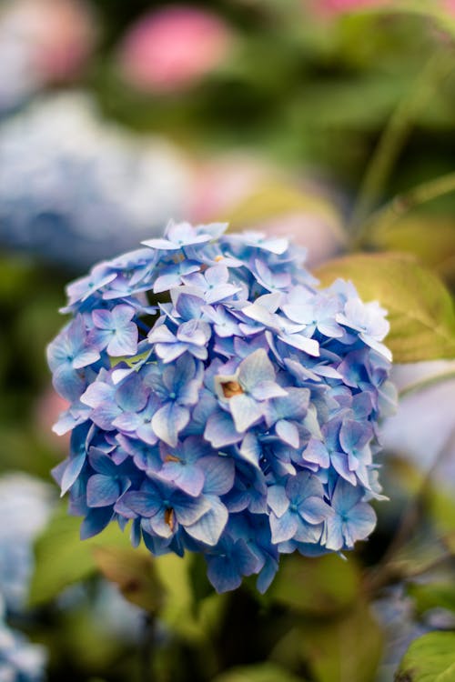 Free stock photo of bloom, blossom, close-up