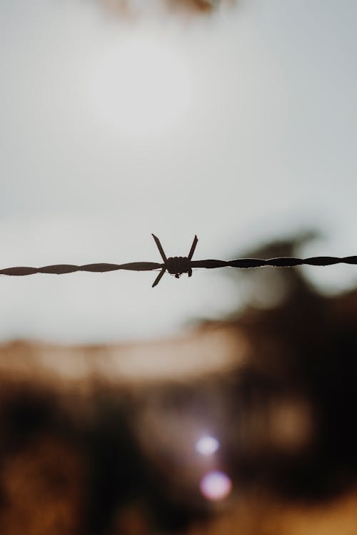 Free Close-up on Barbed Wire Fence Stock Photo