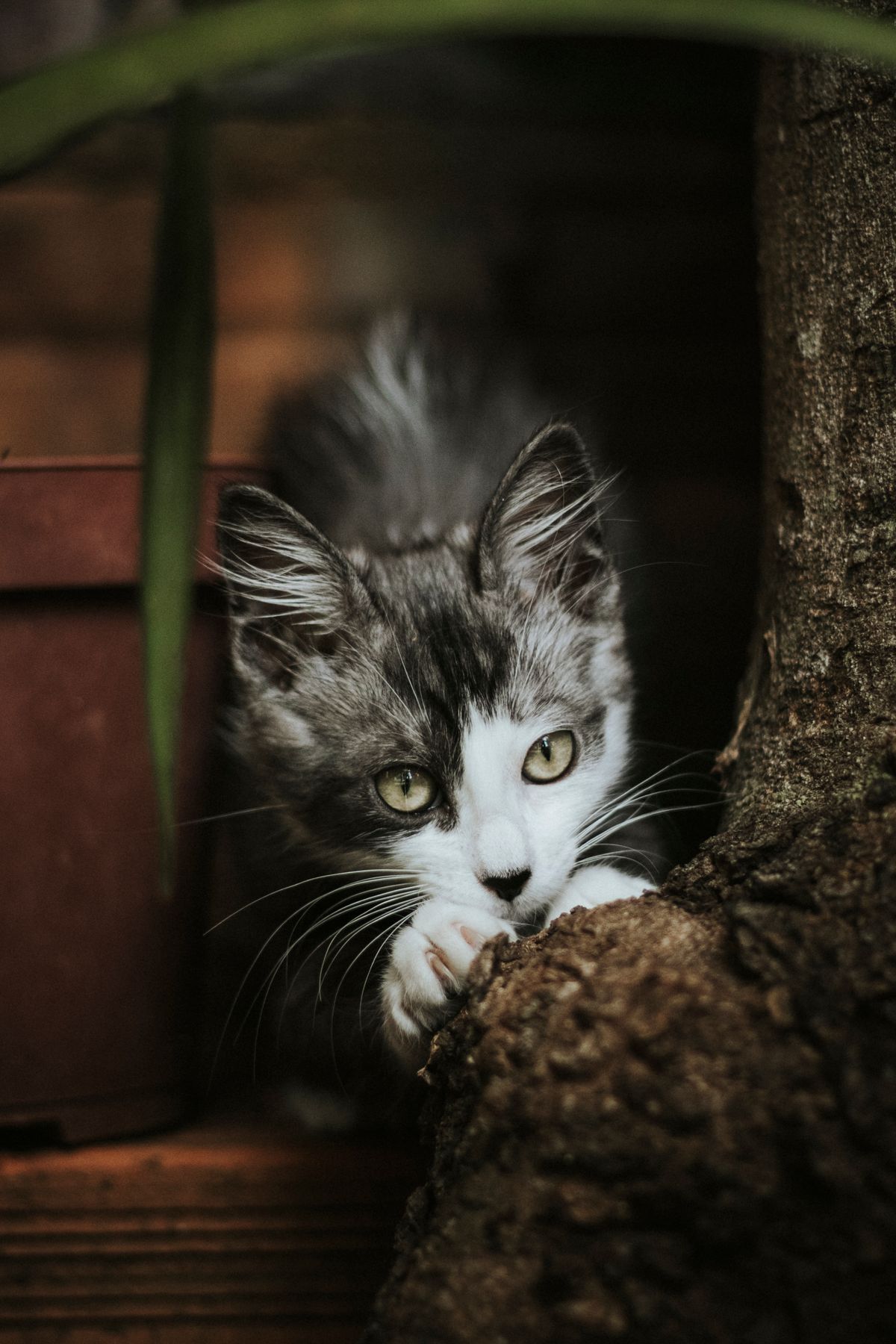 Kitten Sneezing and Congestion: Upper Respiratory Infections