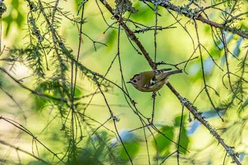 Darmowe zdjęcie z galerii z fotografia zwierzęcia, gałęzie, goldcrest