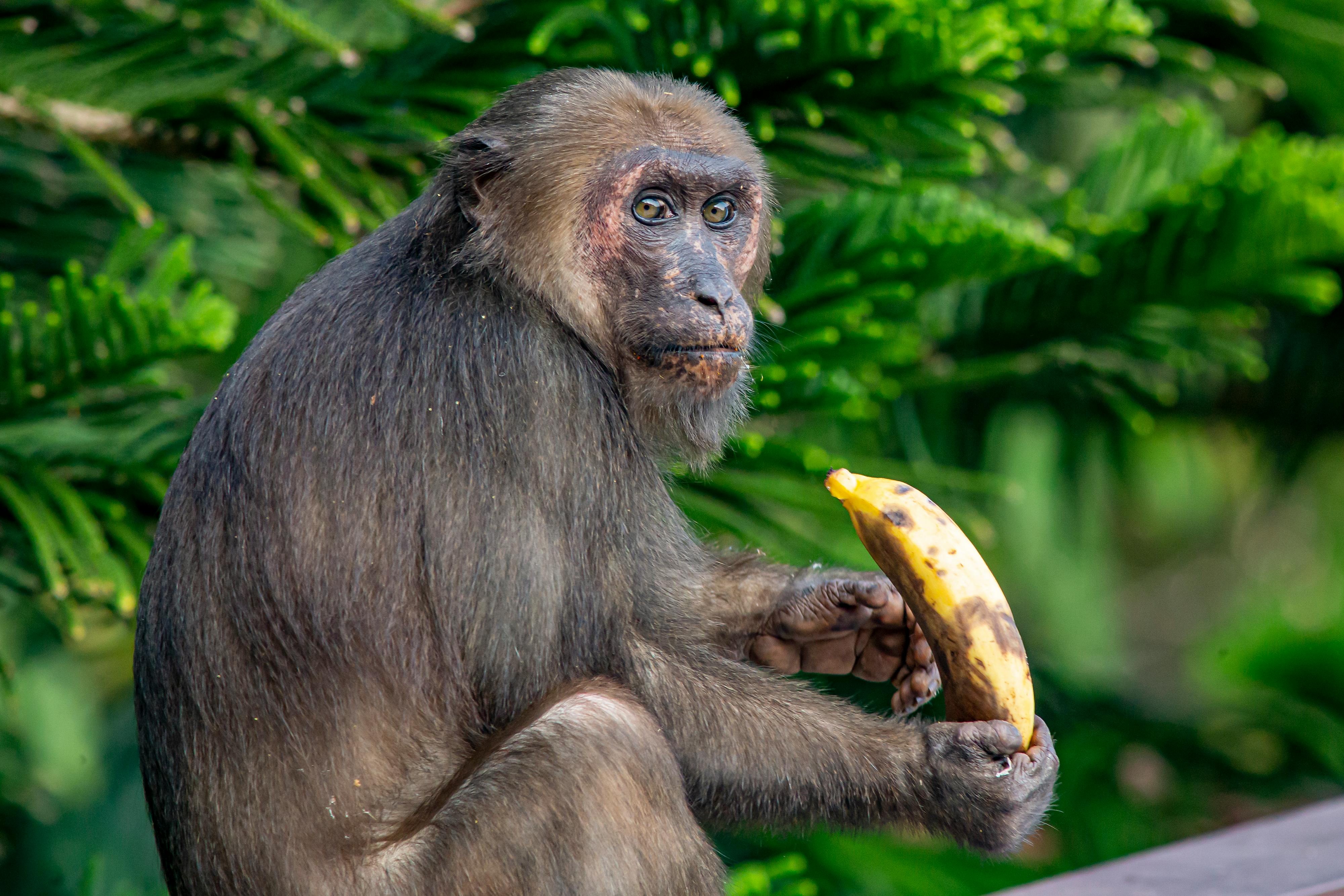 Brown Monkey Holding Banana · Free Stock Photo