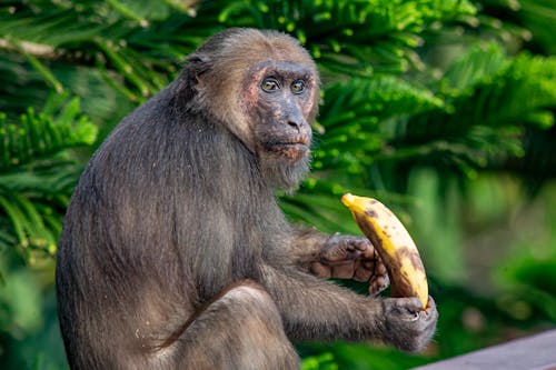 Безкоштовне стокове фото на тему «банан, впритул, макак зі стрибками»