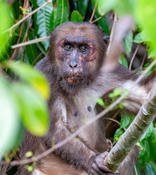 Brown Monkey on Tree Branch