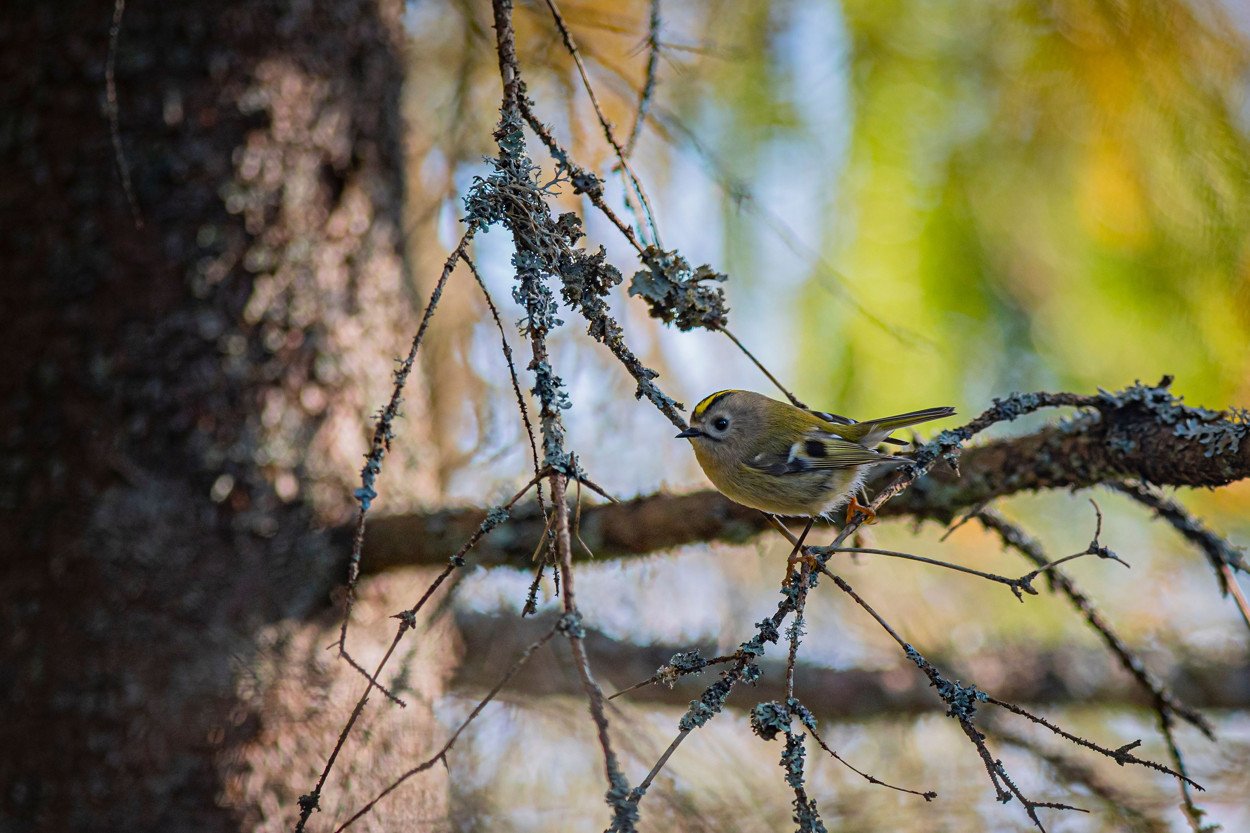 A goldcrest bird perched on a lichen-covered branch in a natural forest setting.