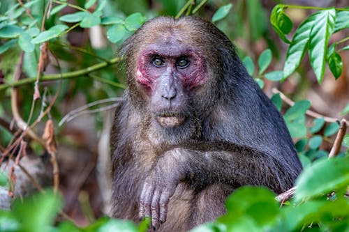 Close-Up View of a Monkey Looking at Camera