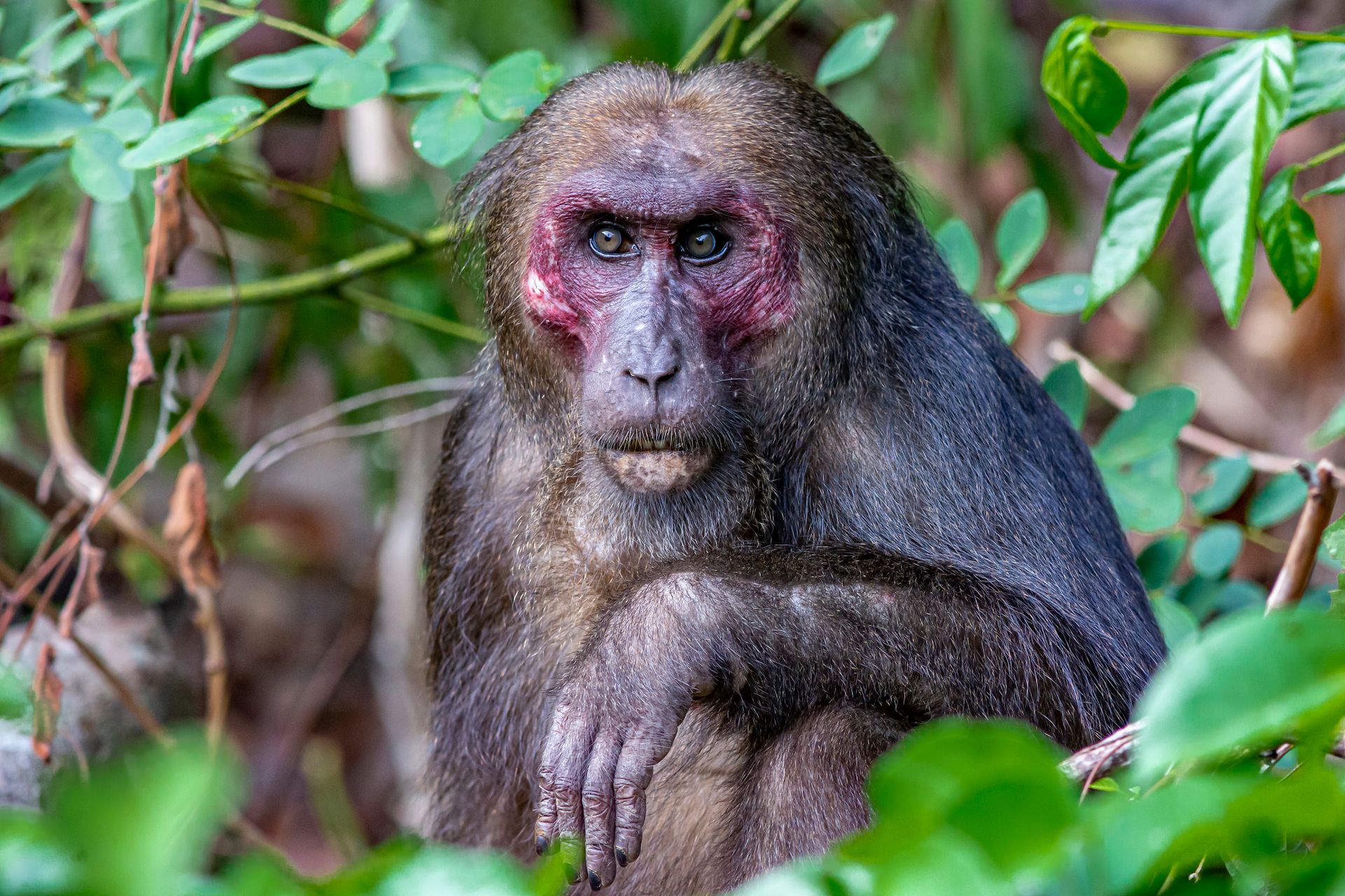 Close-up of a stump-tailed macaque in a lush green tropical rainforest.