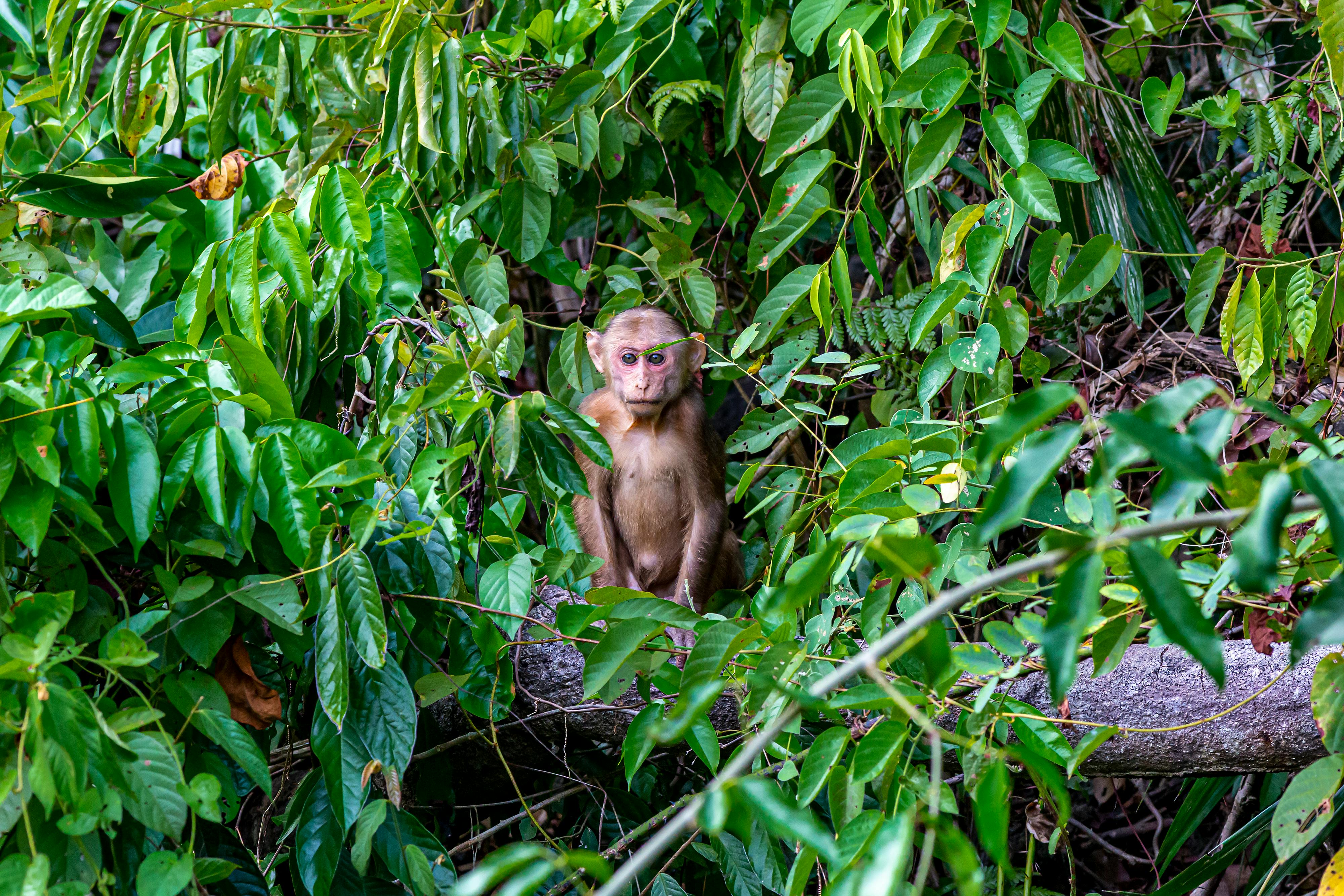 monkey sitting on tree branch