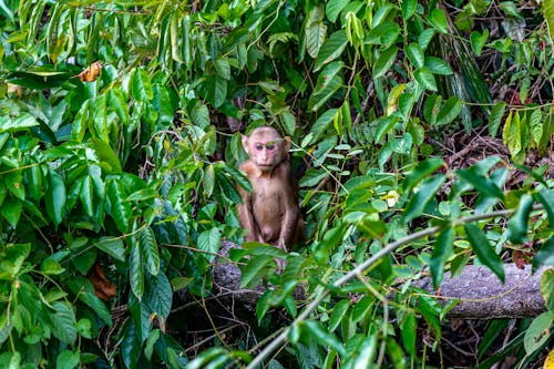ジャングル, タイ, ベニガオザルの無料の写真素材