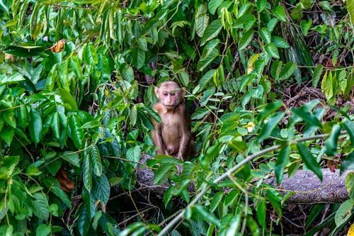 Бесплатное стоковое фото с macaca arctoides, ветвь дерева, джунгли