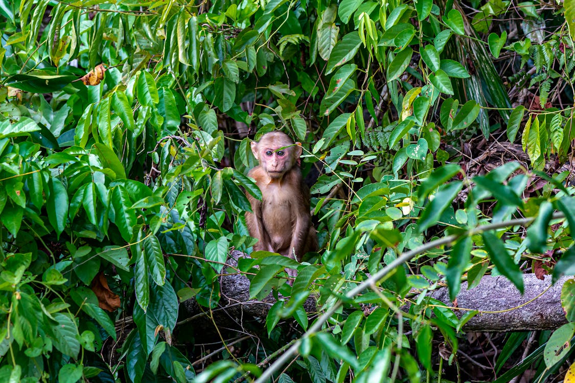 Gratis Fotos de stock gratuitas de animal, bosque, bosque tropical Foto de stock