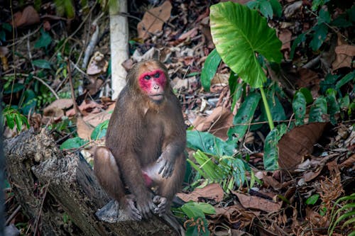 A Monkey Sitting on a Tree Trunk