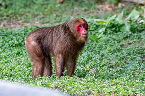 Immagine gratuita di animale, erba, foresta pluviale tropicale